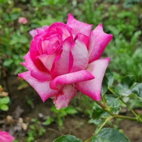 помощница по дому