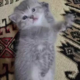 продаётся котенок шатланка