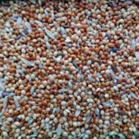 gus ilemleri witaminlari