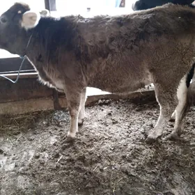 2 sany unajyn 3 sany öküz