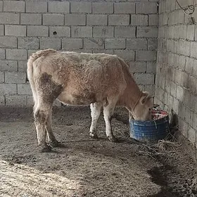 2 sany agyr bogaz tuwe