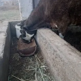 Şiwet göleli sygyr