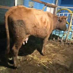 Göleli Arginal Sygyr