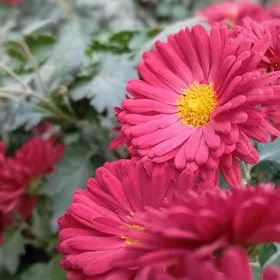 Hojalyga kömekçi Aýal gerek.