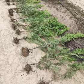 Tuya Yolka Zabornik Arça Ёлка