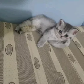 шотландские котята шиншилы