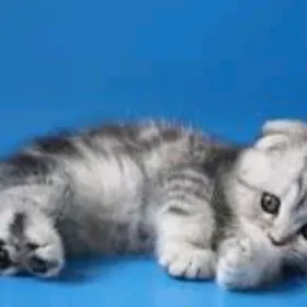 шотландские вислоухие котята