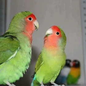 неразлучники nerazluçniki