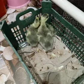 газ жужелер