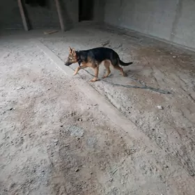 немецкая авчарка