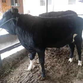 3 sany parodny öküz