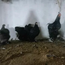 брама товук