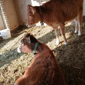 гуложынлар