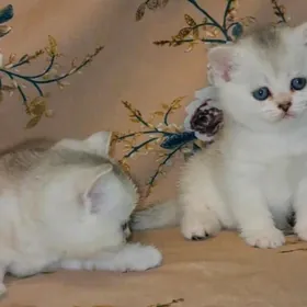 шотландские котята