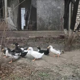 Ordekler wak wak taze yyla