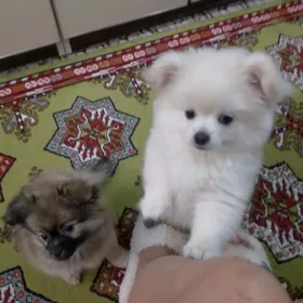 шпиц + пекинес