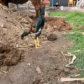 дине макилер сатлык