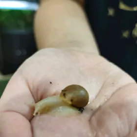 улитки ахотины