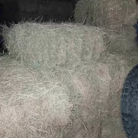 йорунжа беде