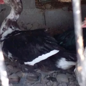 индувутга    газ