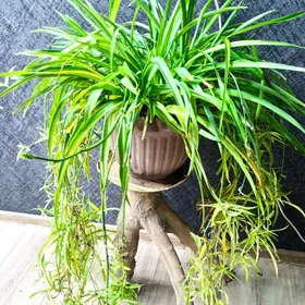 Masgala agzybirligi ösümlik