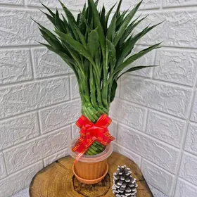 бамбук подарочный