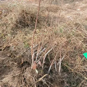 hurma sitil alma sit