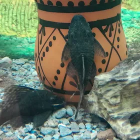 самки анциструса