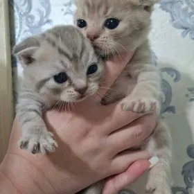 Шотландские котята