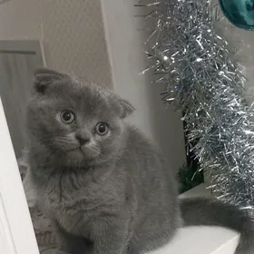 шотландская вислоухая девочка