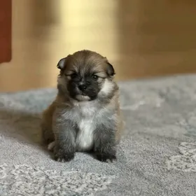 померанский шпиц