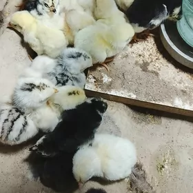 baes juje satlyk linyasy ozbek