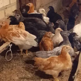 Ýerli jüje 2-aýlyk