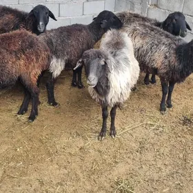 Bogaz Kurti Goyunlar 7 sany