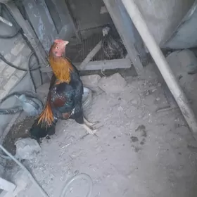 Байси питух