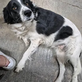 Собака в добрые руки