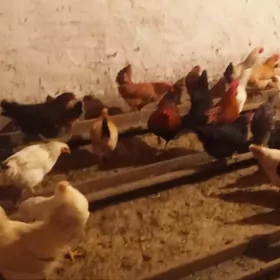 Towuklar we Horazlar