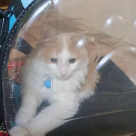 отдам кота в добрые руки