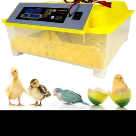 inkubator 48 инкубат