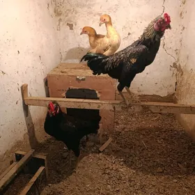 baysy karlik taskent