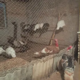 yylasan makiler  induklar