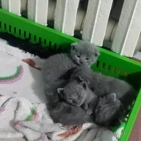 Шатлаская выслауха