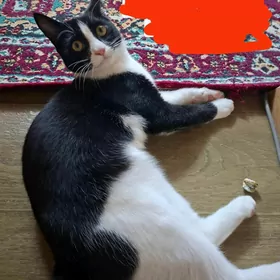 Отдадим котенка в добрые руки