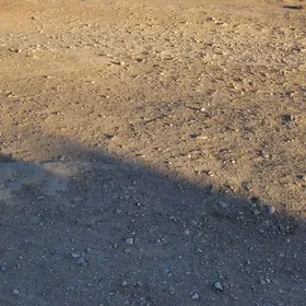 düzmergen nebitchi 14