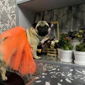 нужен мопс мальчик на вязку