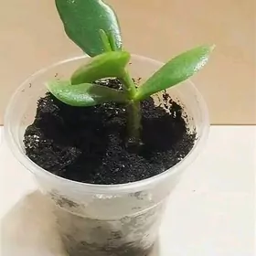 денежное дерево