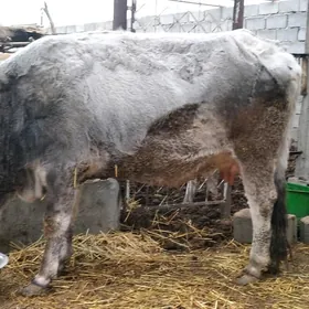 Orginal Şiwed sygyr