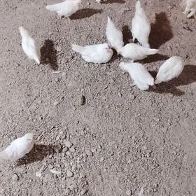 karlik troyka topak satylyar