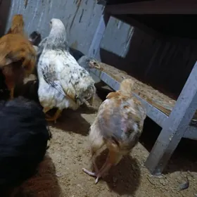 bolgar, ataksa jüje