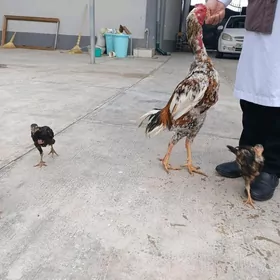 taşkent horaz, taşkent jüýje.